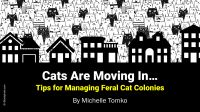 Cats Are Moving In… Tips for Managing Feral Cat Colonies